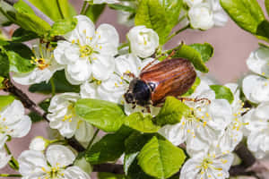 June Bugon White Flowers.jpg Wallpaper