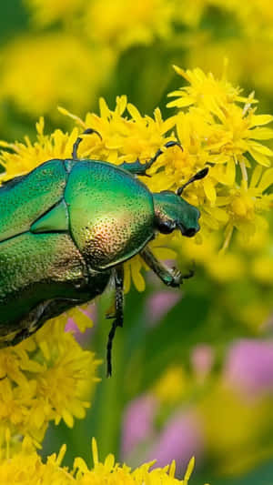 June Bugon Yellow Flowers Wallpaper