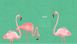 June Flamingo Calendar Wallpaper Wallpaper