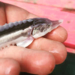 Juvenile Beluga Sturgeon Heldin Hand Wallpaper