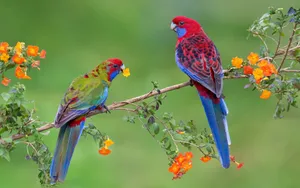 Juvenile Crimson Rosella Bird Wallpaper