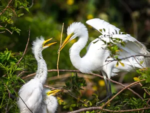 Juvenile Great Egret Wallpaper