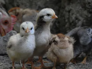 Juvenile Group Chicks Wallpaper