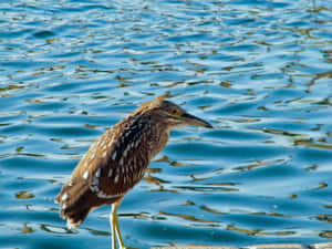 Juvenile Heron Beside Water Wallpaper