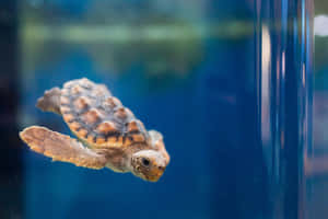 Juvenile Loggerhead Sea Turtle Swimming Wallpaper