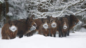 Juvenile Mediterranean Wild Boar Wallpaper