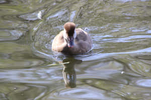 Juvenile Pochard Swimmingin Water.jpg Wallpaper