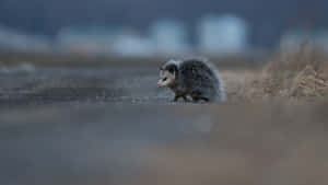 Juvenile Possum Crossing Road Wallpaper