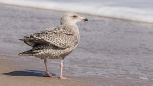 Juvenile Seagullon Beach Wallpaper