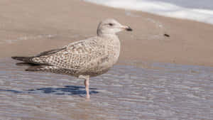 Juvenile Seagullon Beach Wallpaper