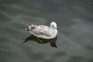 Juvenile Seagullon Water Wallpaper
