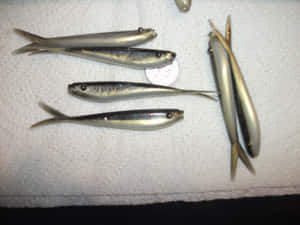 Juvenile Shad Fish Specimens Wallpaper