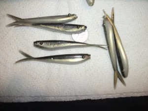 Juvenile Shad Fish Specimens Wallpaper