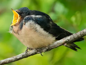 Juvenile Swallow Callingfor Food.jpg Wallpaper