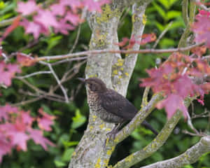 Juvenile Thrush Perchedin Tree Wallpaper