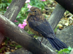 Juvenile Thrush Perchedon Branch Wallpaper