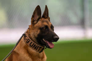 K9 Unit German Shepherd Dog Wallpaper