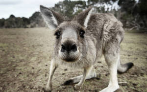 Kangaroo In Black And White Wallpaper