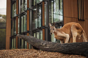 Kangarooat Taronga Zoo Sydney Wallpaper