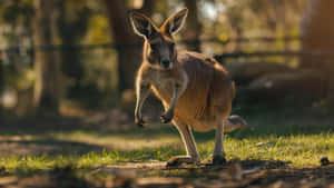 Kangarooin Sunlit Grass Wallpaper