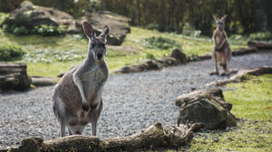 Kangaroos In The Park Wallpaper