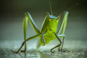 Katydid Close Up Portrait Wallpaper