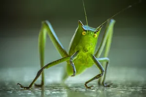 Katydid Close Up Portrait Wallpaper