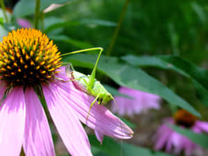 Katydidon Purple Coneflower Wallpaper