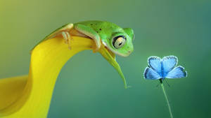 Kawaii Frog And Butterfly Wallpaper