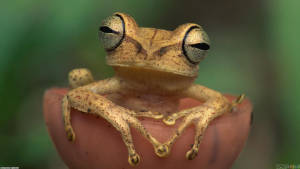 Kawaii Frog In A Pink Cup Wallpaper