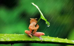 Kawaii Frog Under The Rain Wallpaper
