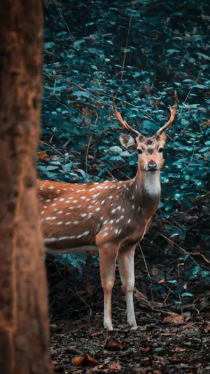 Keep Calm And Phone On Wallpaper