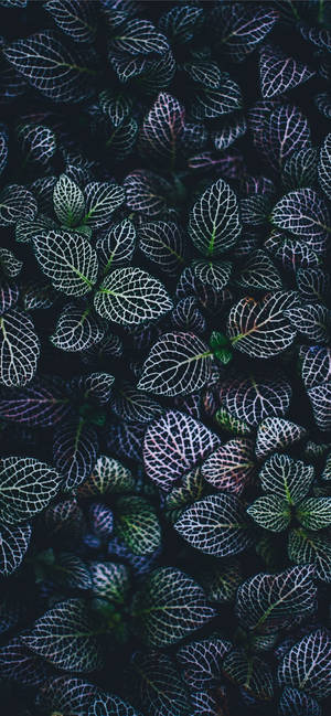 Keep Your Home Screen Fresh With A Plants Iphone Wallpaper Wallpaper