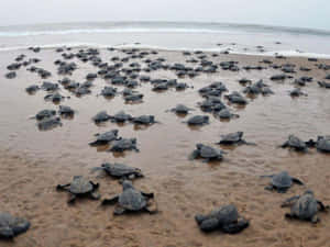Kemps Ridley Sea Turtle Hatchlings Beach Journey Wallpaper