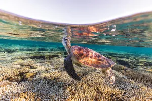 Kemps Ridley Sea Turtle Over Coral Reef Wallpaper