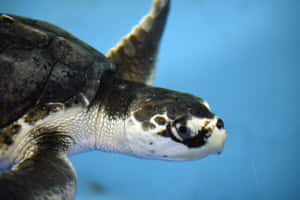 Kemps Ridley Sea Turtle Portrait Wallpaper