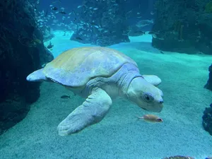 Kemps Ridley Sea Turtle Swimming Wallpaper