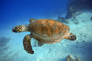 Kemps Ridley Sea Turtle Swimming Wallpaper