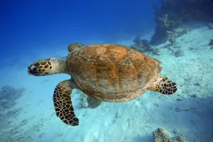 Kemps Ridley Sea Turtle Swimming Wallpaper