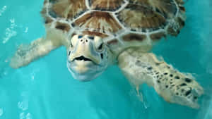 Kemps Ridley Sea Turtle Swimming Wallpaper