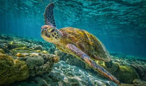 Kemps Ridley Sea Turtle Swimming Wallpaper