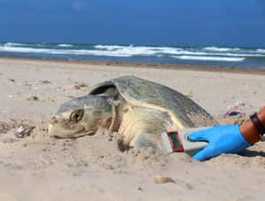 Kemps Ridley Sea Turtle Tagging Wallpaper