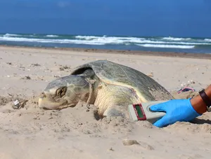 Kemps Ridley Sea Turtle Tagging Wallpaper