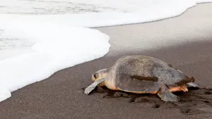 Kemps Ridley Sea Turtleon Beach Wallpaper