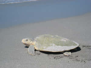 Kemps Ridley Sea Turtleon Beach Wallpaper