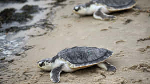 Kemps Ridley Sea Turtles On Beach Wallpaper