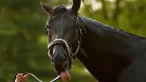 Kentucky Derby Horse Wallpaper