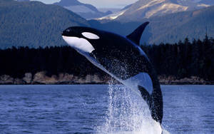 Killer Whale Breaching Wallpaper
