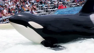 Killer Whale Performance Audience Background Wallpaper