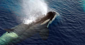 Killer Whale Surfacing With Blow Wallpaper